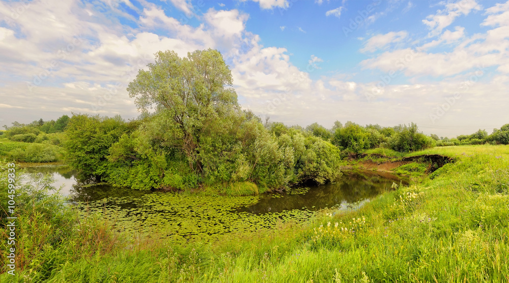 Summer landscape