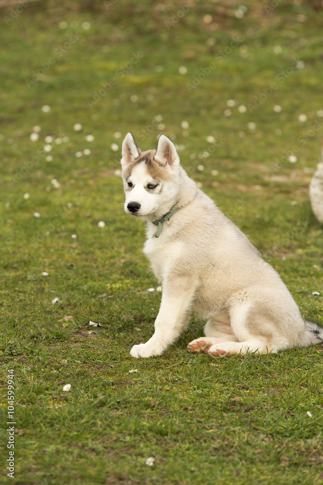 Siberian Husky Puppy Siberian Husky Puppy