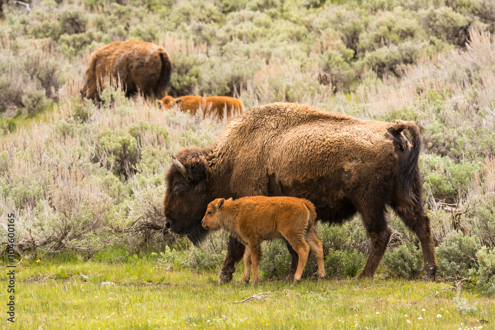 Bison with Calf in Yellowstone National Park Bison with Calf in Yellowstone National Park