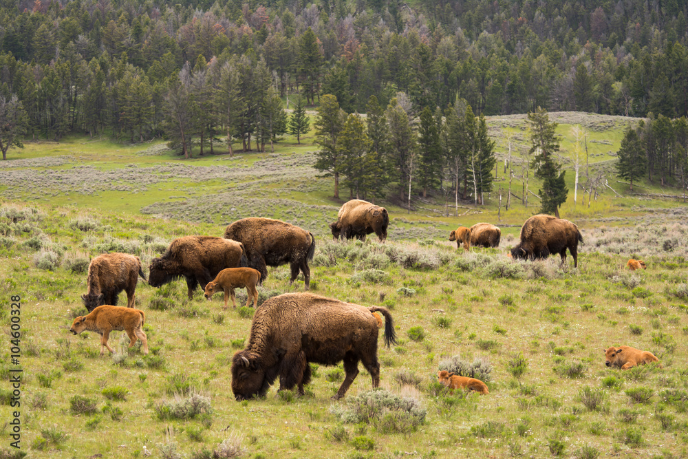 Herd of Bison with Calves in Yellowstone National Park