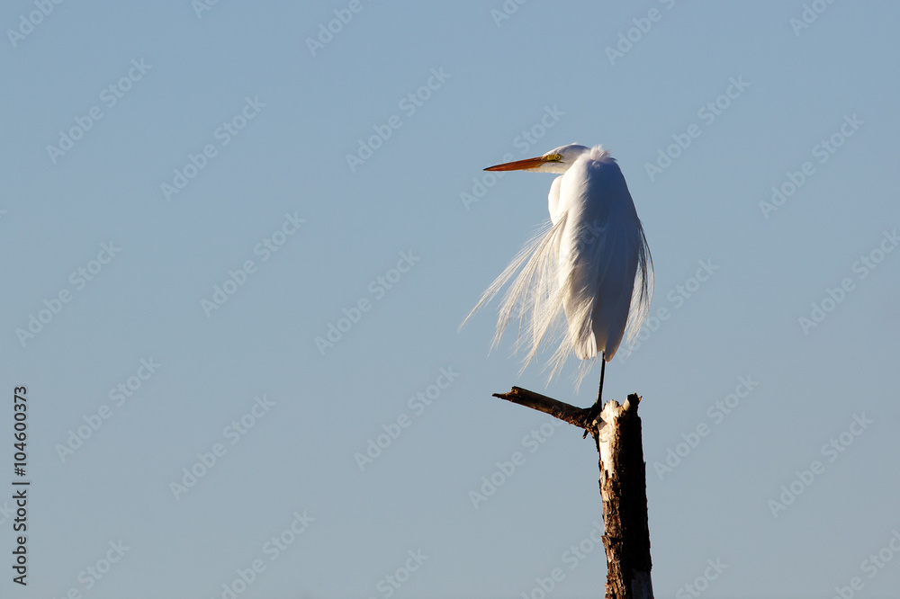 Fototapeta premium great egret perched on tree limb in wind