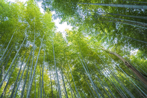arashiyama bamboo forest in kyoto japan