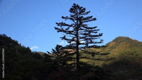 Large pine on a background of mountains in the Seoraksan National Park. Sokcho photo