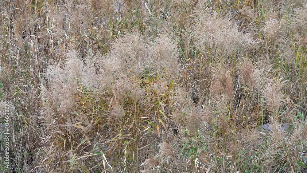 Reed in the rocky bed of dry river in the Seoraksan National Park. Sokcho Reed in the rocky bed of dry river in the Seoraksan National Park. Sokcho
