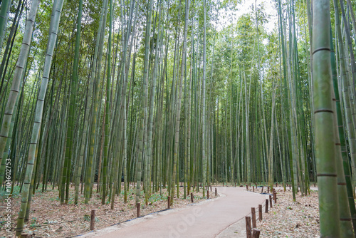 arashiyama bamboo forest  in kyoto japan