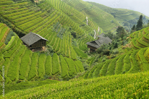 Views of green Longji terraced fields photo