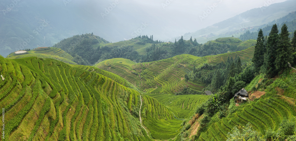 Views of green Longji terraced fields