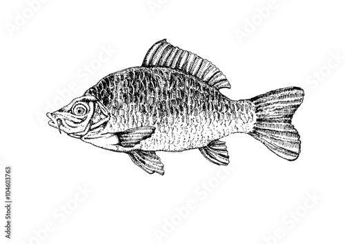 Vector Illustrations of Fish