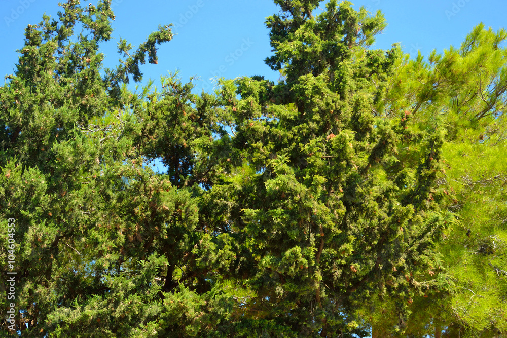Coniferous trees, Greece. Coniferous trees, Greece.