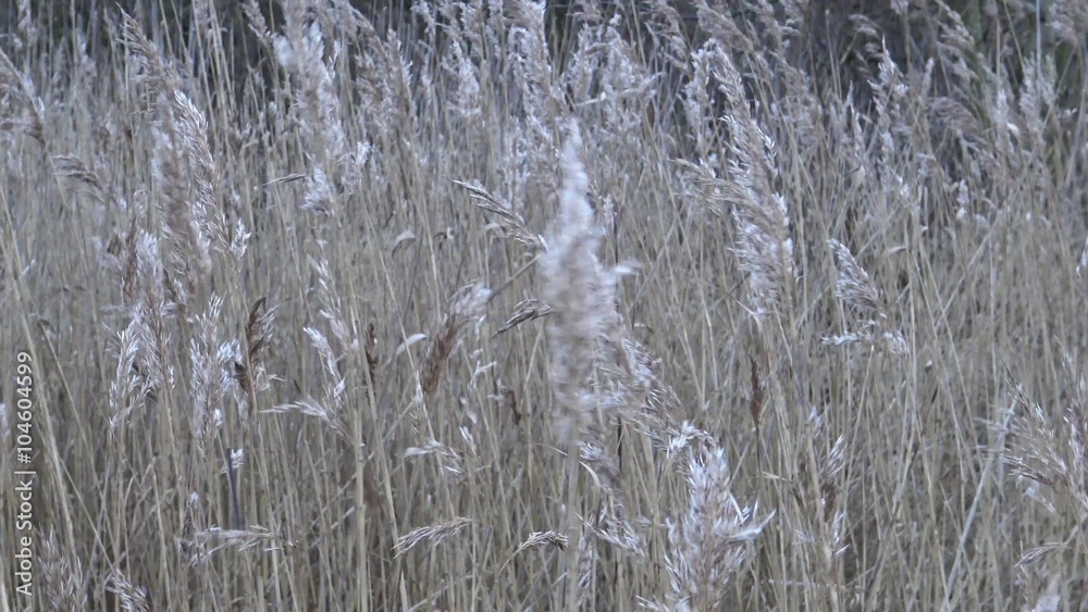 Schilfgras weht im Wind