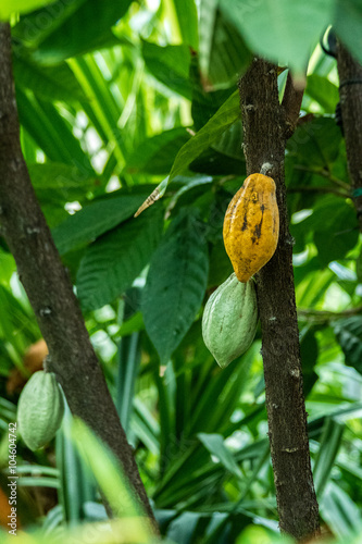Kakaofrüchte an Kakaobaum photo