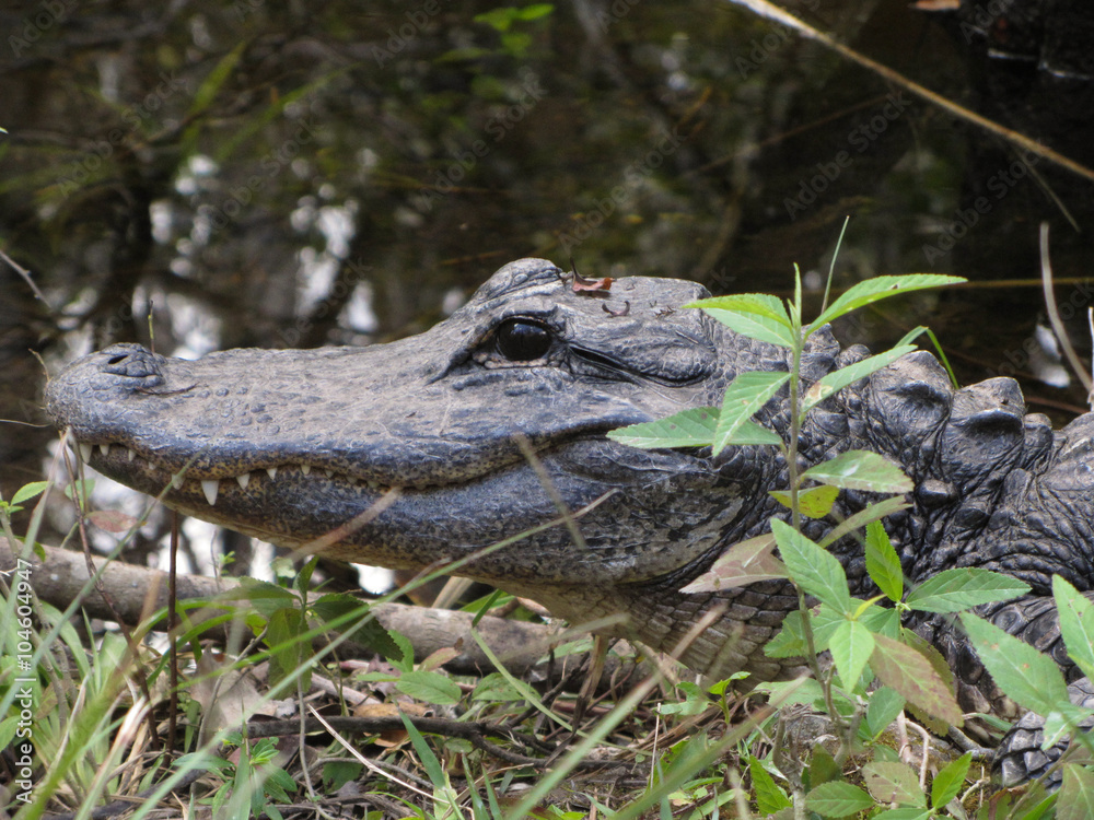 Obraz premium Alligator