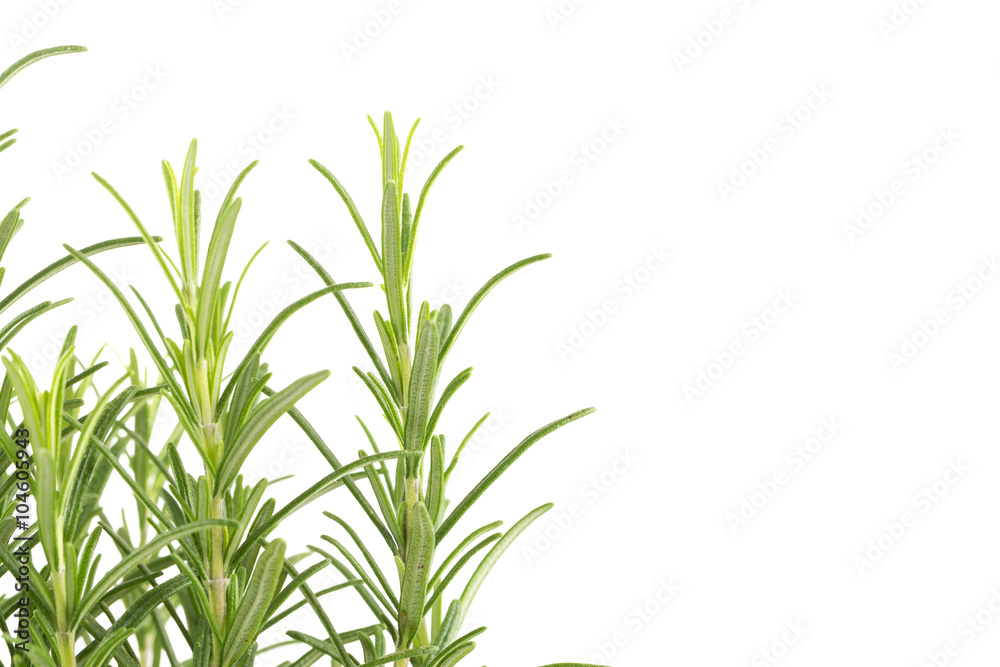 Fototapeta premium Branches of rosemary on a white background