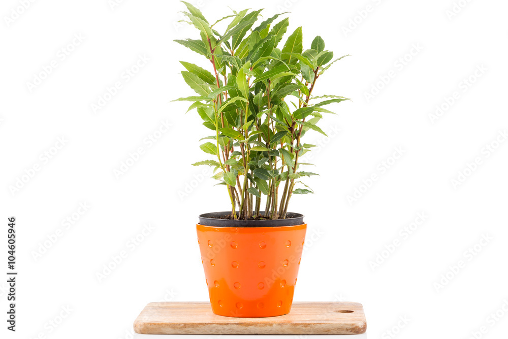 Obraz premium Small laurel tree in flower pot