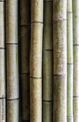 bamboo trunk background