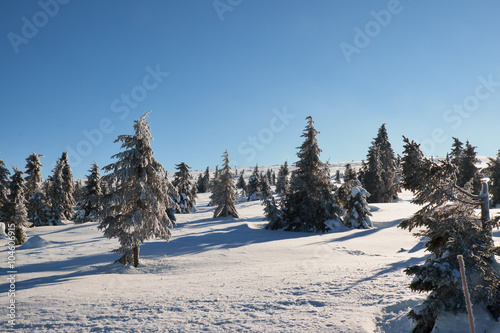 pine trees in the sun on a snow covered hafjell top photo