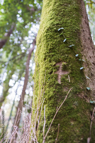 Fototapeta Naklejka Na Ścianę i Meble -  ivy climb on tree trunk