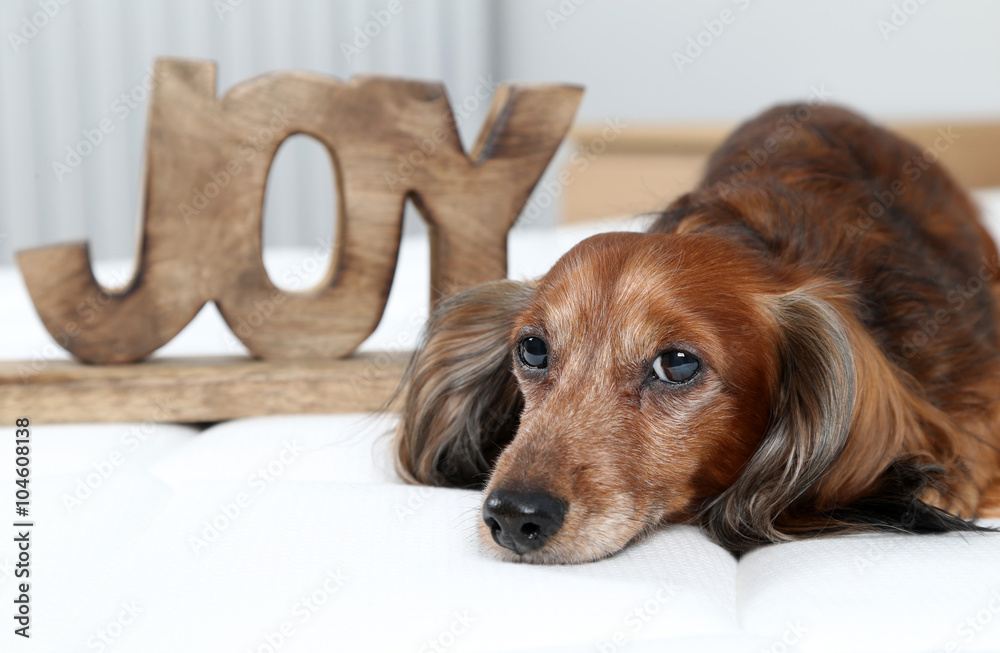 Dachshund dog with sign 