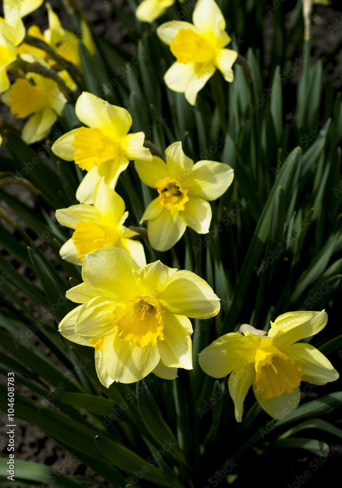 spring yellow flowers, close up