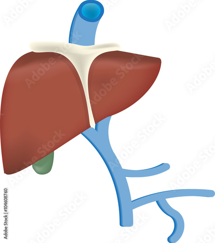 Liver Vasculature