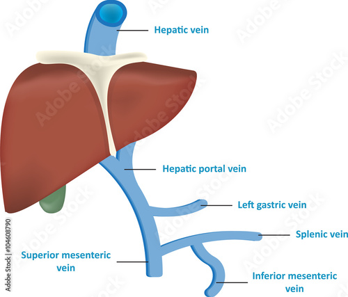 Liver Vasculature with Labels
