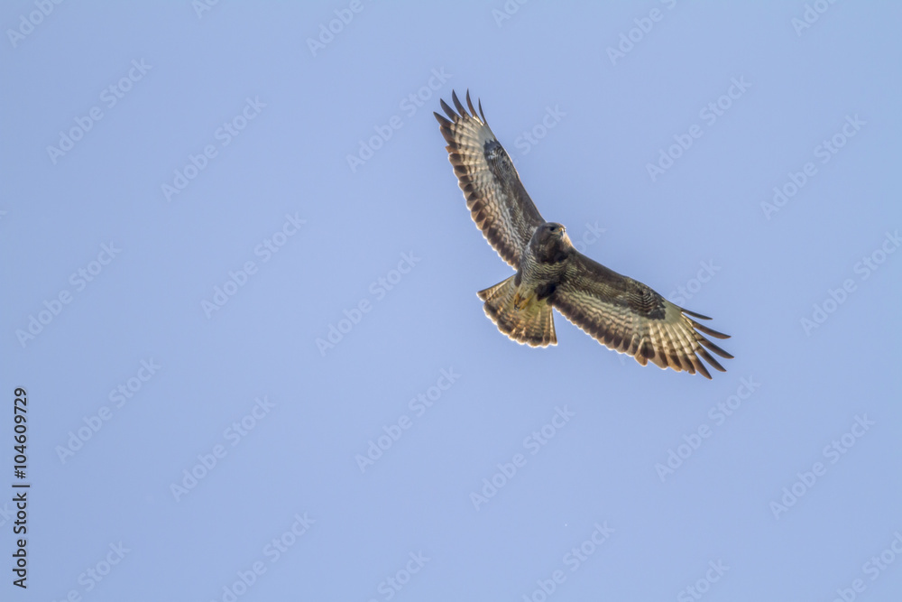 Obraz premium Mäusebussard (Buteo buteo)