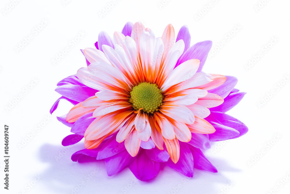 beautiful orange  and purple flower