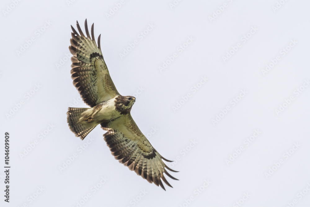 Obraz premium Mäusebussard (Buteo buteo)