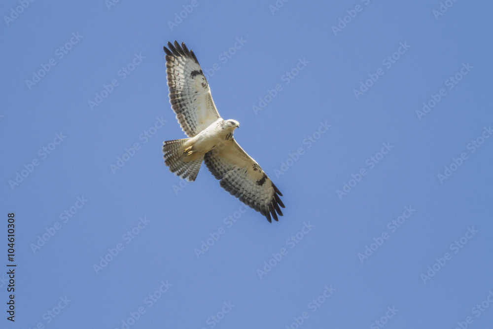 Fototapeta premium Mäusebussard (Buteo buteo)