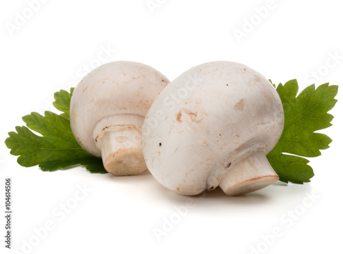Champignon and parsley herb still life isolated on white backgro