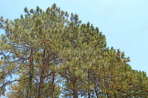 green pine tree forest