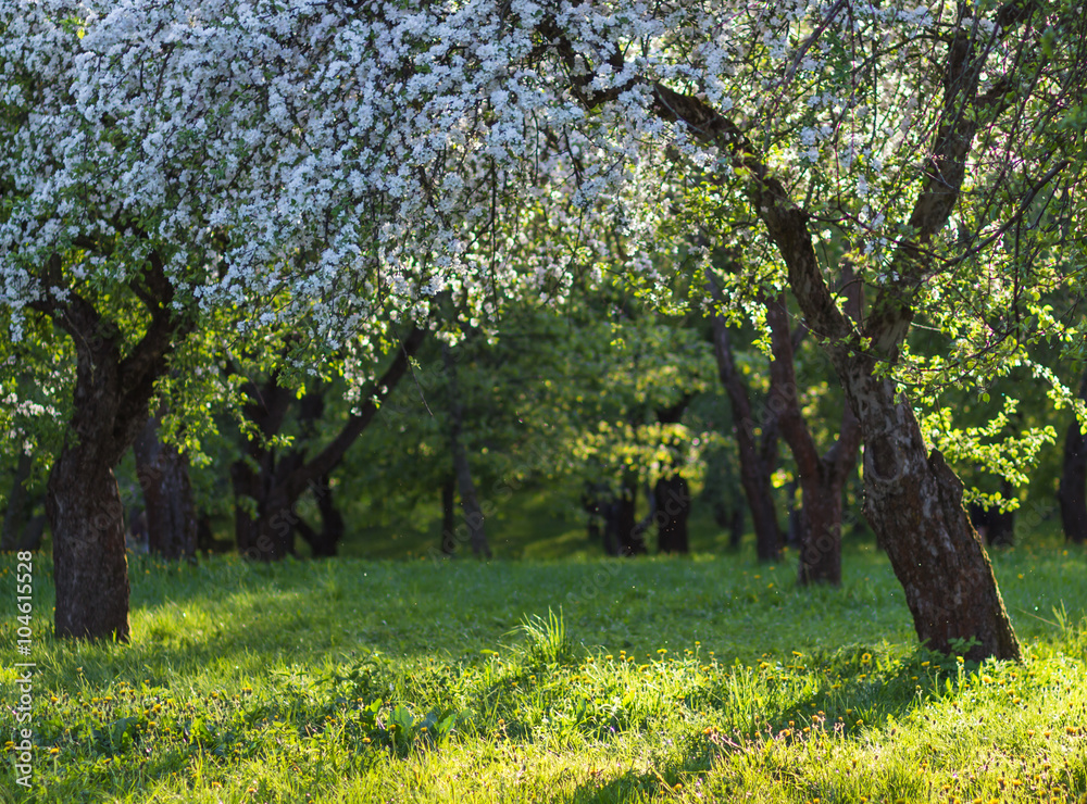 Fototapeta premium blooming apple trees