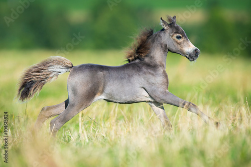 Small horse galloping on green background