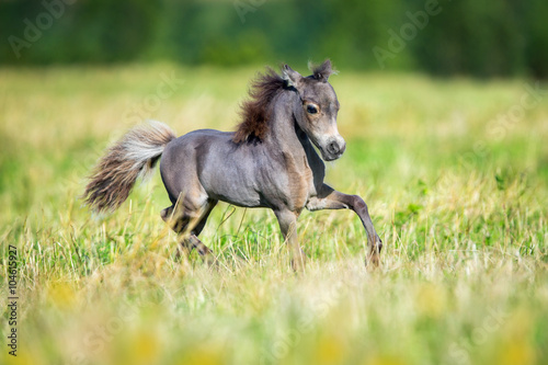 Small horse running in field