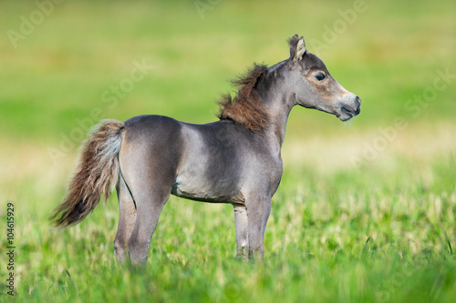 Small cute horse on green background