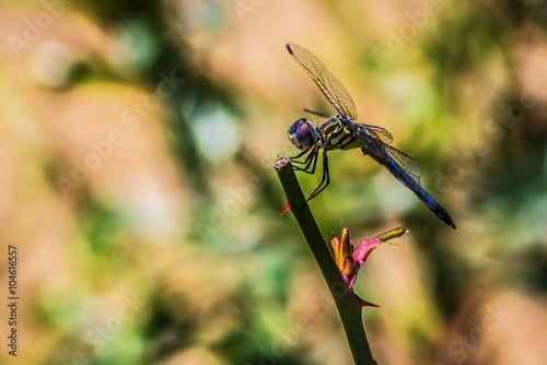 blue dasher male dragonfly