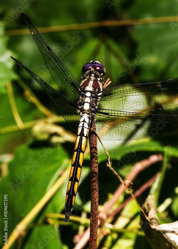 Female Blue dasher dragonfly