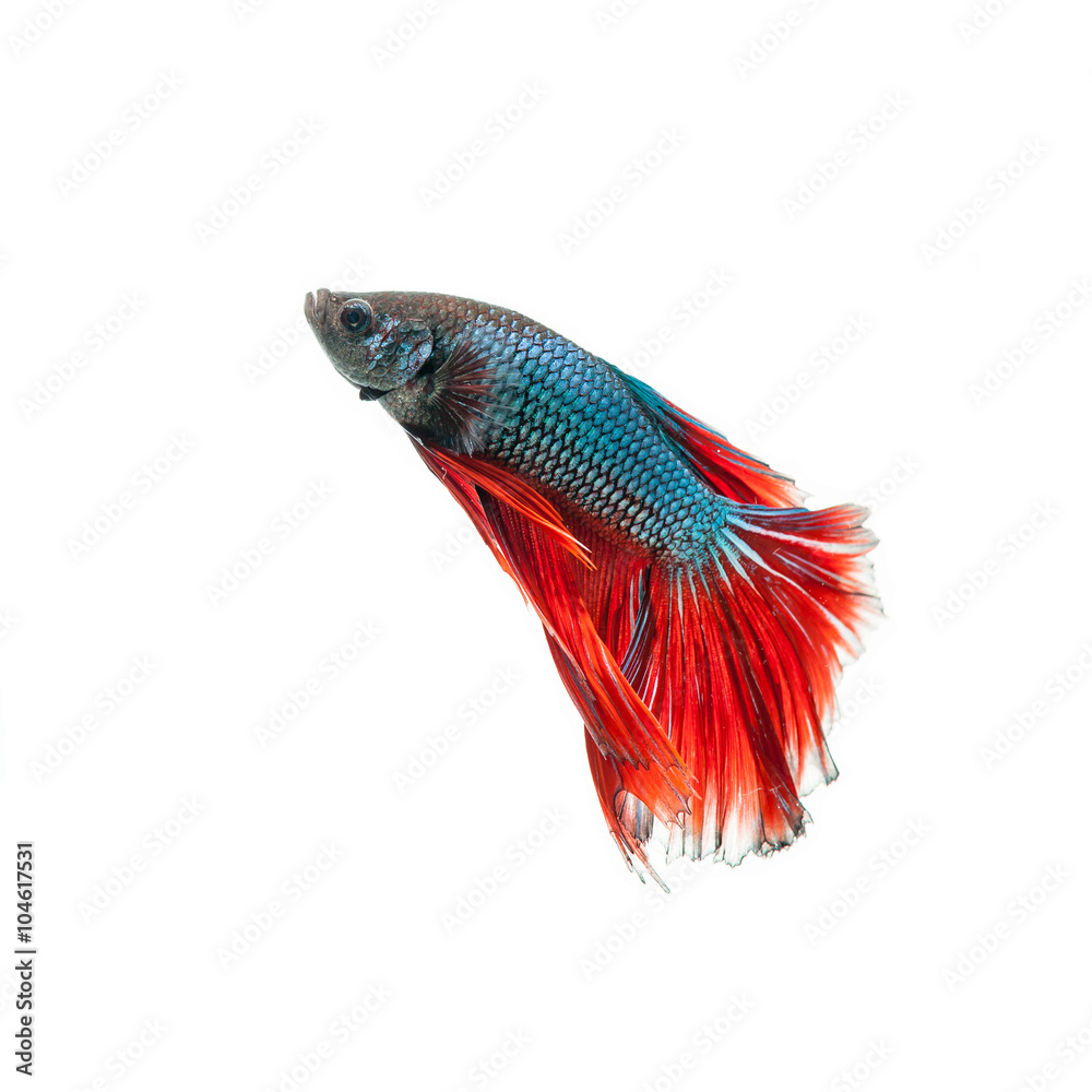 Fototapeta premium thai fighting fish . Beautiful color