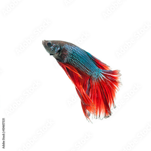 thai fighting fish . Beautiful color