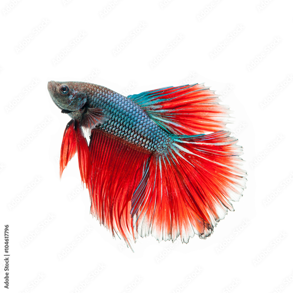 Fototapeta premium fighting fish.Beautiful color