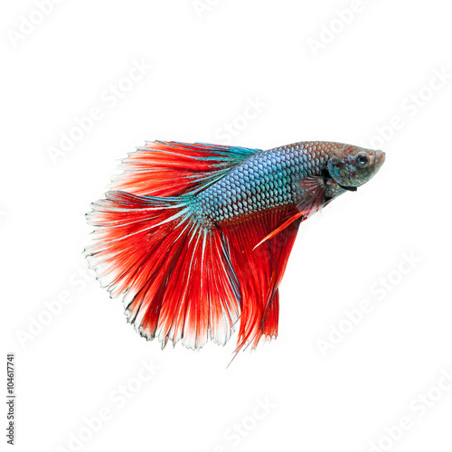 fighting fish. Beautiful color