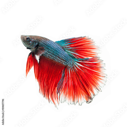 fighting fish.Beautiful color