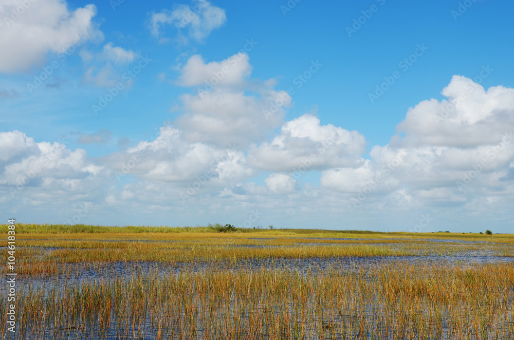 Fototapeta premium Everglades Florida