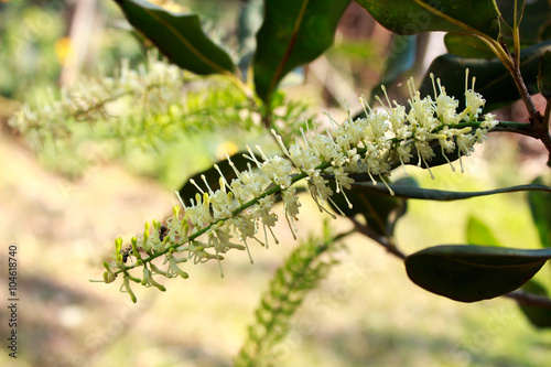 White color of macadamia nut flowers blossom on its tree