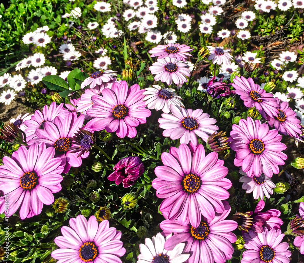 Pink and White Flowers Pink and White Flowers