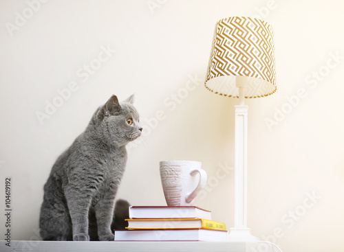 Fototapeta Naklejka Na Ścianę i Meble -  Cat sitting on wooden shelf with stack of books against white wall background