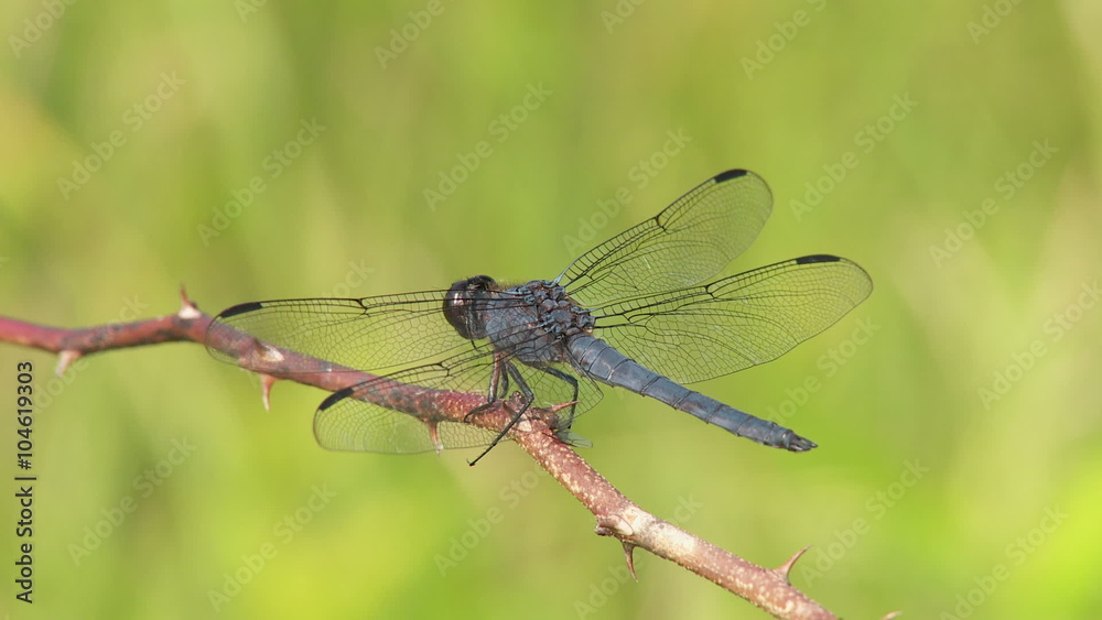 Slaty Skimmer (Libellula incesta) Dragonfly - Male 4 Slaty Skimmer (Libellula incesta) Dragonfly - Male 4