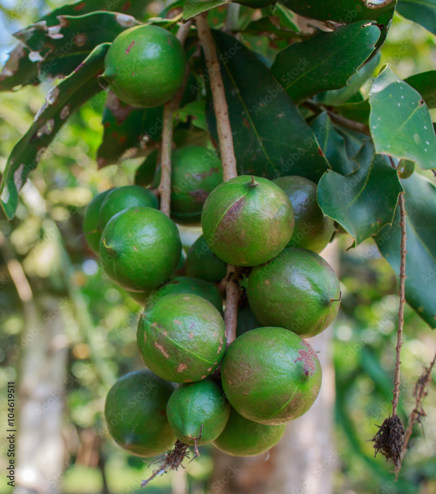 Green macadamia nut on tree.