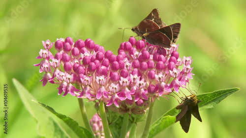 Little Glassywing (Pompeius verna) Skippers on Swamp Milkweed photo