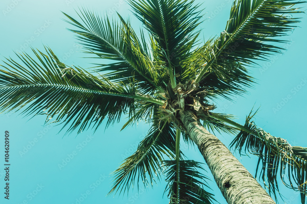 Palm tree on sky